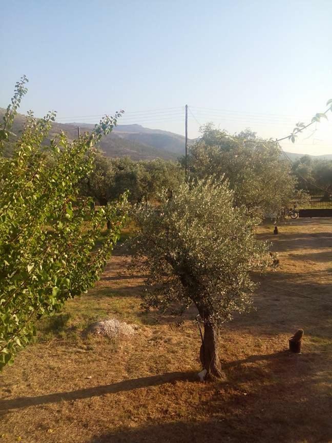 Vlachogiannis El Estate Daire Skala Rachoni  Dış mekan fotoğraf