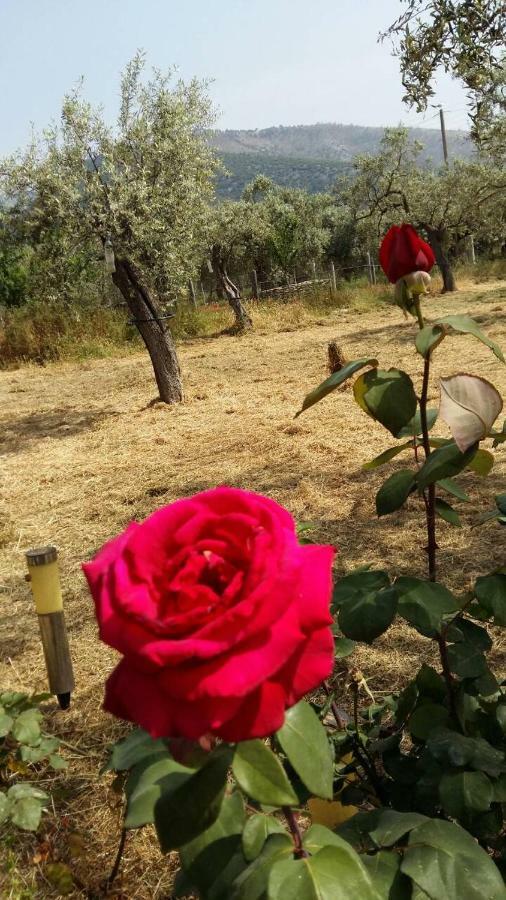 Vlachogiannis El Estate Daire Skala Rachoni  Dış mekan fotoğraf